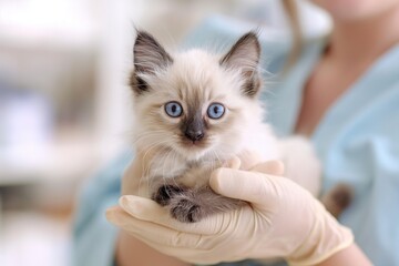 Adorable Siamese kitten with striking blue eyes, held gently by a vet wearing gloves