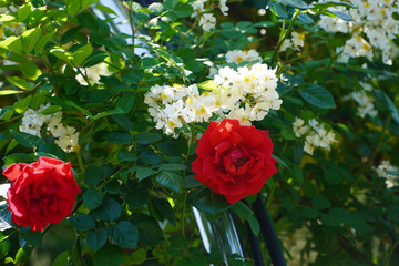 Wall Mural - roses in a garden