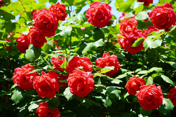 Wall Mural - Red roses full of screens.