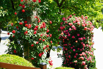 Wall Mural -  pillar of red roses