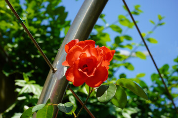 Wall Mural - red rose on the fence