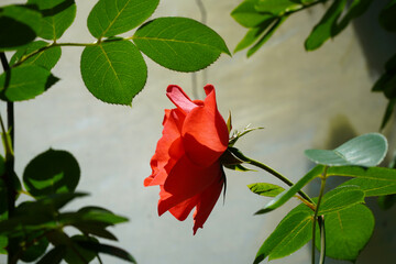 Wall Mural - red and green