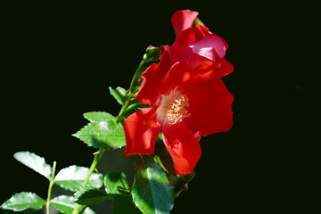 Wall Mural - red rose on black