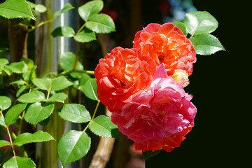 Wall Mural - red rose in garden