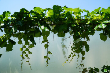 Wall Mural - green leaves on the background of the sky