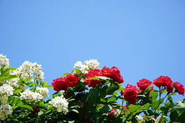 Wall Mural - red flowers in the garden