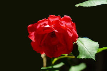 Wall Mural - red rose on black