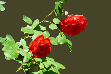 Wall Mural - red rose