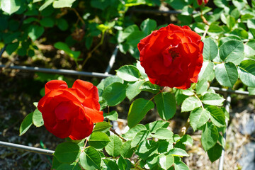 Wall Mural - red rose in garden