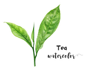 Watercolor tea leaves and flowers set on white background