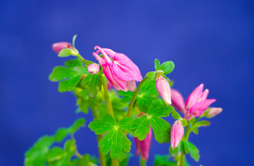 Wall Mural - Pink flower of columbine against a blue background. Flowering plant close-up. Aquilegia vulgaris.
