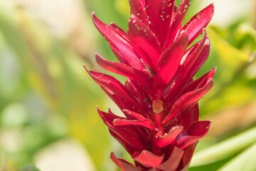 Wall Mural - Alpinia purpurata close up. Plant from the Zingiberaceae family. Red ginger and alpinia. Ornamental plant in tropical and subtropical regions.