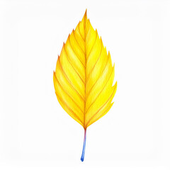 Wall Mural - Watercolor painting of yellow leaf. Autumn season. Botanical hand drawn art isolated on white
