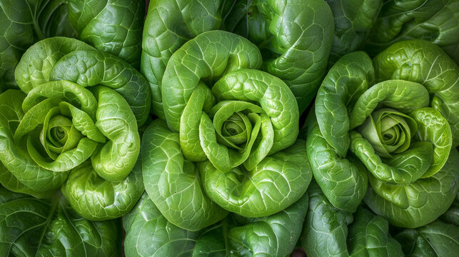 this close-up shot showcases vibrant green lettuce leaves, with details of the veins and textures vi