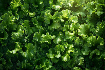 Poster - A detailed view of a single green leafy vegetable, showcasing its vibrant color and intricate texture up close