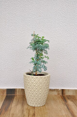 Poster - planta arruda em vaso bege 