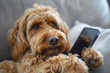 © Cevko - Tech-Savvy Pup: Dog Holding a Smartphone. Generative AI.