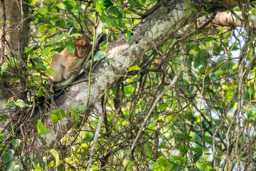 Wall Mural - Proboscis Monkey - Nasalis larvatus, beautiful unique primate with large nose endemic to mangrove forests of the southeast Asian island of Borneo.