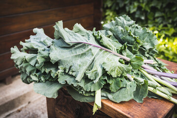 Freshly harvested collard greens from the garden. Fresh cabbage leaves