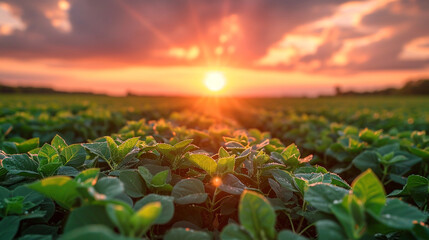 Canvas Print - Soybean fields rows in the summer season.