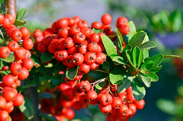 Wall Mural - Rowan berries, Mountain ash (Sorbus) tree