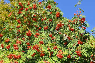 Wall Mural - Rowan berries, Mountain ash (Sorbus)