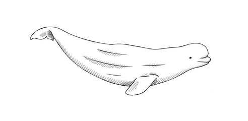 vector illustration of beluga whale isolated on white background. black and white sketch for engravi