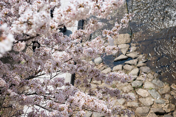 Wall Mural - 生田川の桜