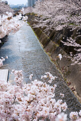 Wall Mural - 生田川の桜