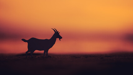 eid al adha greeting with goat silhoutte photo