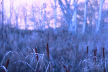 Ethereal Twilight Glow Over A Serene Reed Bed