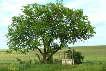 Wall Mural - A tree in a field