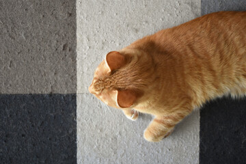 Wall Mural - Ginger cat sitting on the old rug with pulled threads and snags at home. The concept of how to stop cat scratching the rug or carpet and how to remove pet hair. Flat lay top view photo. 