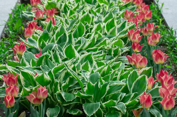 Wall Mural - Mix of hostas and flowers tulips in gardening. Flowerbed from green white leaves in composition with red buds. Shade tolerant foliage and blooming tulipas in city park. Natural floral ornament.