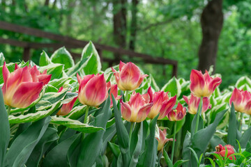 Wall Mural - Mix of hostas and flowers tulips in gardening. Flowerbed from green white leaves in composition with red buds. Shade tolerant foliage and blooming tulipas in city park. Natural floral ornament.