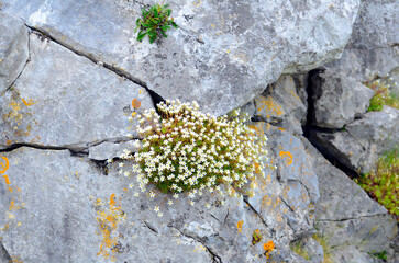 Wall Mural - Saxifraga canaliculata (or Saxifraga trifurcata) in flower