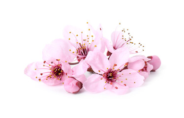 Sticker - Beautiful spring tree blossoms isolated on white