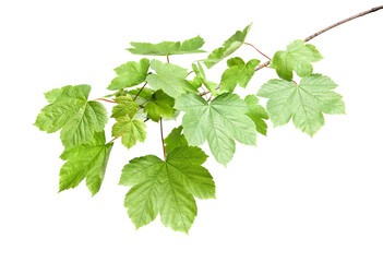 Branch of maple tree with young fresh green leaves isolated on white. Spring season