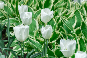 Wall Mural - Mix of hostas and flowers tulips in gardening. Flowerbed from green leaves in composition with white buds. Shade tolerant foliage and blooming tulipas in city park. Natural floral ornament.