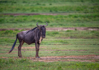 Wall Mural - Baby Wildebeest looking for mother