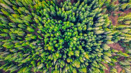 Drone top down of trees