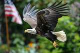 Fototapeta Desenie - American Bald Eagle in flight, US flag on a pole in the background. National emblem of the United States. America veterans day or Independance day symbol