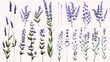 © Martinesku - A set of lavender sprigs. Vector illustration isolated on a white background.
