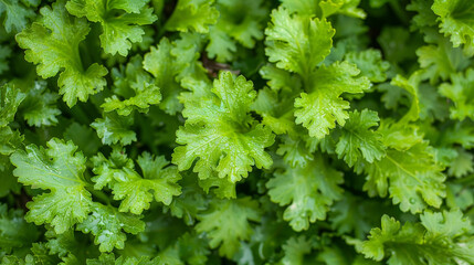 Sticker - plant with vibrant green leaves. The leaves are lush and healthy, with intricate veins visible. The plant appears to be thriving in its natural environment, showcasing the beauty of nature up close