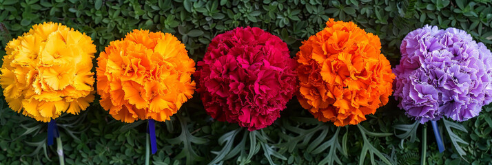 Poster - A row of vibrant and colorful carnations is displayed against a solid green wall. The bright hues of the flowers stand out vividly against the backdrop, creating a striking visual contrast