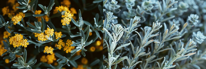 Aufkleber - A detailed view of a plant with vibrant yellow flowers blooming. The intricate details of the petals and leaves are visible up close, showcasing the beauty of nature in full bloom