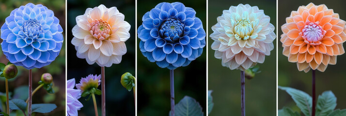 Poster - A collage featuring an array of dahlia flowers in various hues such as red, pink, yellow, and purple. Each flower showcases unique petal shapes and patterns, creating a vibrant and diverse composition