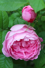 Wall Mural - pink rose, beautiful rose flowers in the garden. 