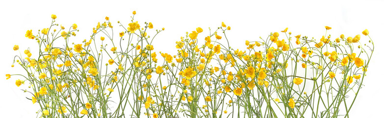 Wall Mural - flowers ranunculus acris isolated on white background. spring yellow meadow flowers buttercup.