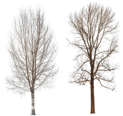 Wall Mural - winter trees isolated on transparent or white background, 3d rendering